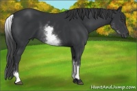 Horse Color:White Spotted Black 