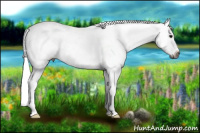 Horse Color:Gray Smoky Blue Roan Appaloosa