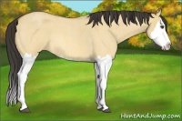 Horse Color:Buckskin Roan Dun Splash