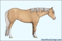 Horse Color:White Spotted Silver Classic Champagne Sabino 