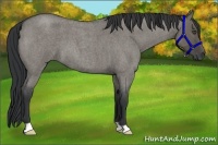 Horse Color:Grullo Roan 