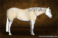 Horse Color:Silver Bay Pearl Dun Splash 