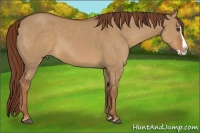 Horse Color:Red Dun Splash