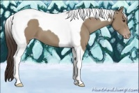 Horse Color:Classic Champagne Tobiano 