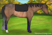 Horse Color:Buckskin Rabicano 