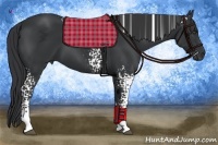 Horse Color:White Spotted Black 