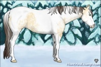 Horse Color:White Spotted Amber Champagne Dun Tobiano 