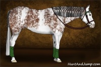 Horse Color:White Spotted Bay Splash