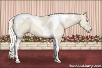 Horse Color:Cremello Tobiano 