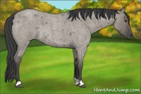 Horse Color:Smoky Grullo Roan Rabicano 