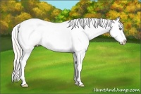 Horse Color:White Spotted Silver Classic Champagne Dun Splash Appaloosa Rabicano