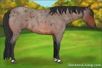 Horse Color:Bay Roan