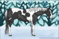 Horse Color:Black Splash Tobiano