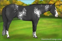 Horse Color:White Spotted Black Splash 
