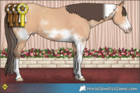 Horse Color:White Spotted Amber Champagne Sabino Splash Frame 