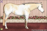 Horse Color:White Spotted Gold Champagne Dun Splash Frame 