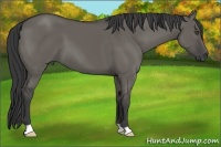 Horse Color:Grullo 