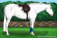 Horse Color:White Spotted Silver Amber Champagne Pearl Dun Splash Blanket Rabicano 