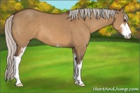 Horse Color:Silver Bay Dun Sabino 