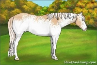 Horse Color:White Spotted Gold Champagne 