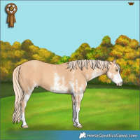 Horse Color:White Spotted Gold Champagne 