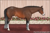 Horse Color:Bay Sabino 
