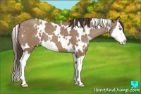 Horse Color:White Spotted Classic Champagne Splash