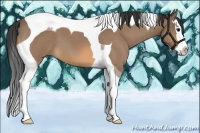 Horse Color:Buckskin Roan Splash Tobiano