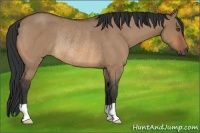 Horse Color:Bay Roan Dun Rabicano 