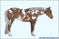 Horse Color:White Spotted Silver Black