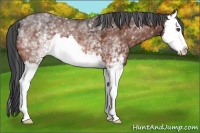 Horse Color:White Spotted Bay Splash