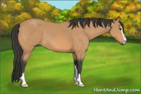 Horse Color:Buckskin Sabino