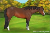 Horse Color:Bay Sabino 