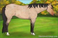 Horse Color:Bay Roan Dun 