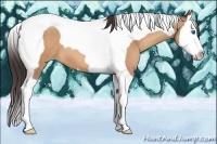 Horse Color:Amber Champagne Splash Tobiano