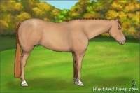 Horse Color:Gold Champagne 
