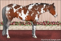 Horse Color:White Spotted Bay Sabino 
