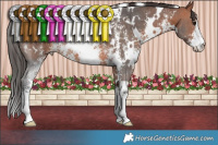 Horse Color:White Spotted Bay Sabino 