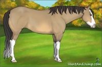 Horse Color:Buckskin Dun Splash 