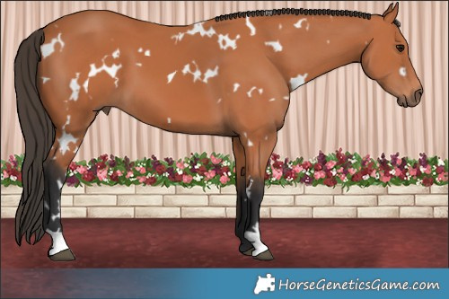 Horse Color:White Spotted Bay 