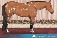 Horse Color:White Spotted Bay 