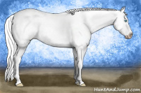 Horse Color:Gray Perlino Splash 