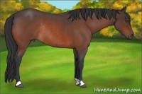 Horse Color:Bay Roan Rabicano