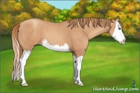 Horse Color:Gold Champagne Sabino Splash 