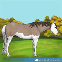Horse Color:Classic Champagne Splash 