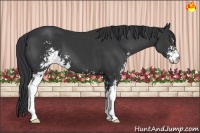 Horse Color:Black Sabino 