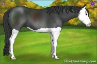 Horse Color:Black Splash 