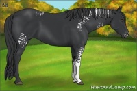 Horse Color:White Spotted Black