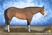 Horse Color:Buckskin Splash 