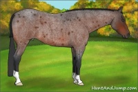 Horse Color:Bay Roan 